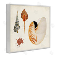 Vision Studio | Vintage Nautilus and Spiral Shells