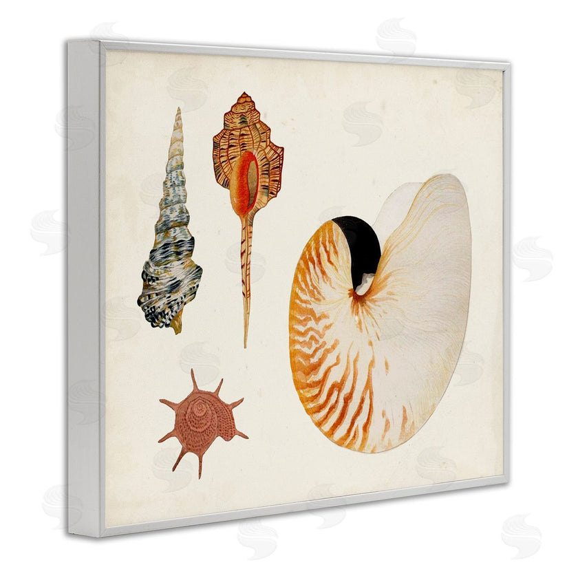 Vision Studio | Vintage Nautilus and Spiral Shells