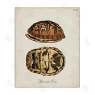 World Art Group | Vintage Box Turtle Shell