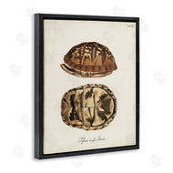 World Art Group | Vintage Box Turtle Shell