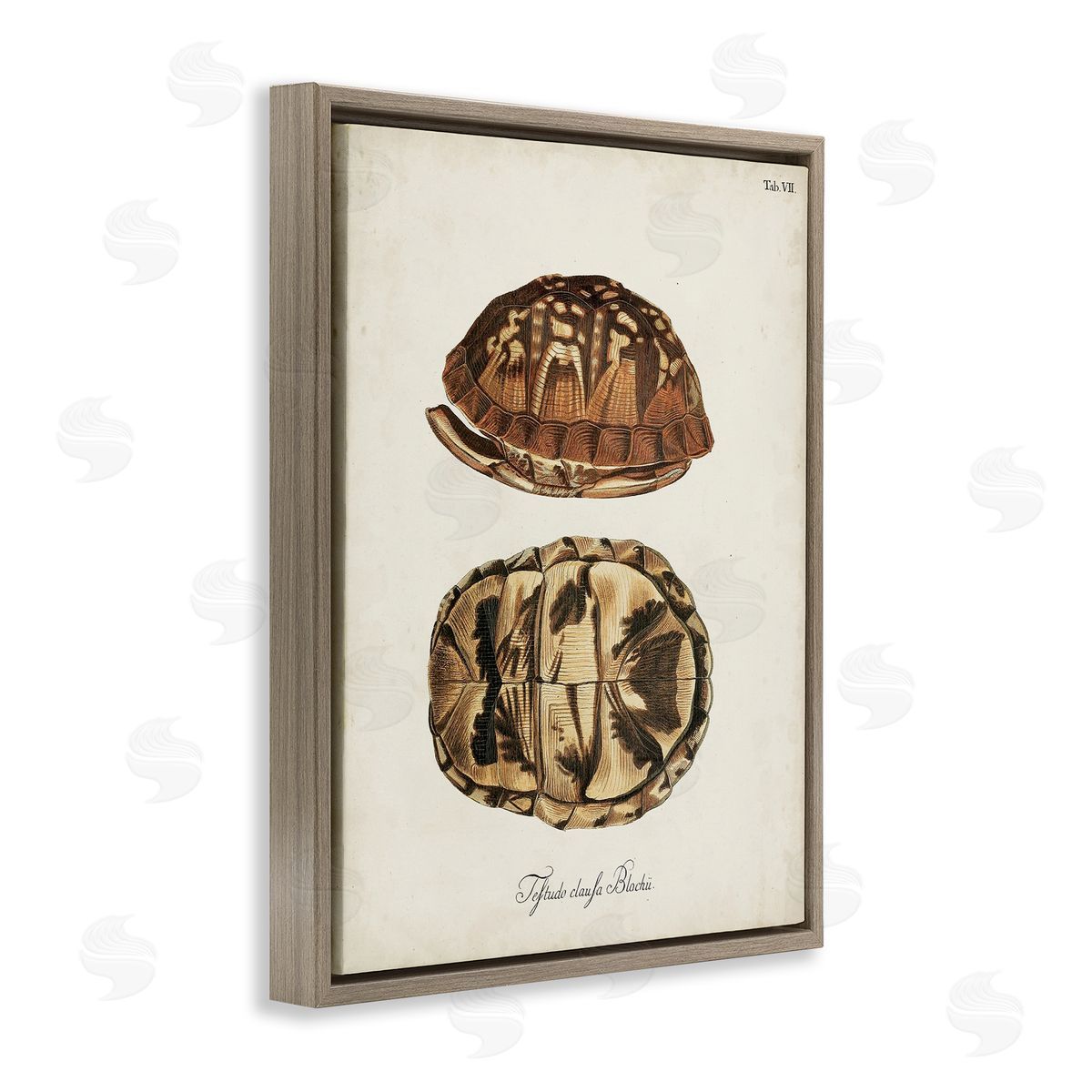 Vintage Box Turtle Shell Brown Floating Frame Canvas Wall Art, Home Decor by World Art Group