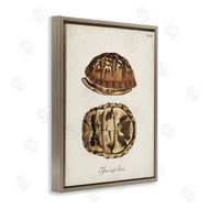 World Art Group | Vintage Box Turtle Shell
