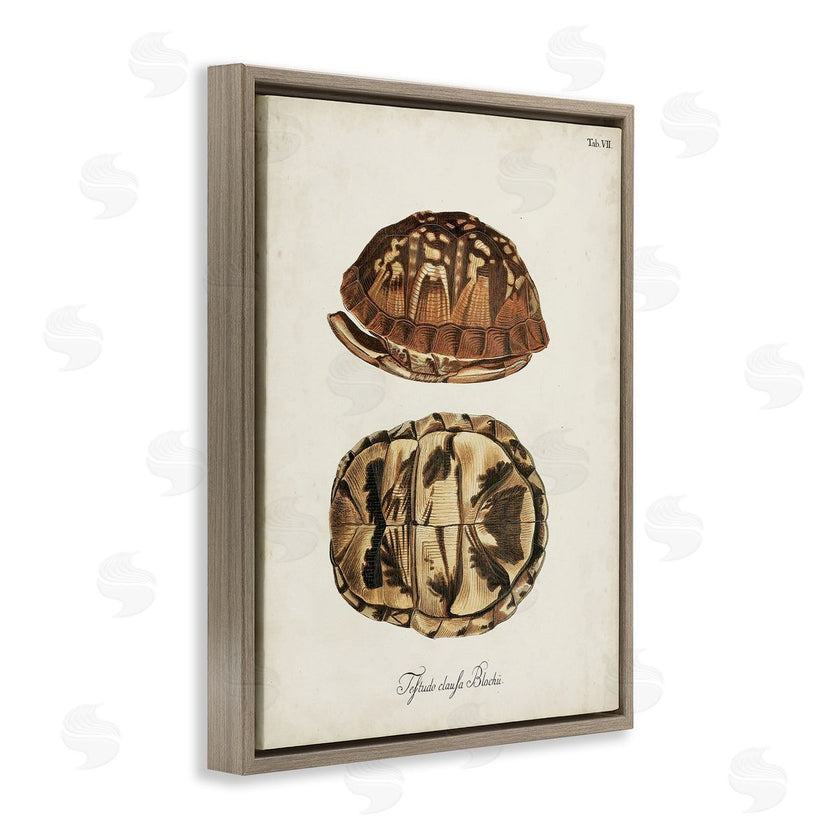 World Art Group | Vintage Box Turtle Shell