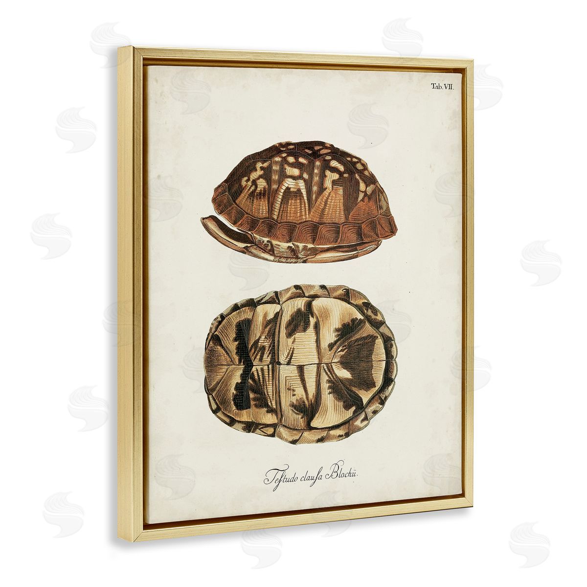 Vintage Box Turtle Shell Gold Floating Frame Canvas Wall Art, Home Decor by World Art Group