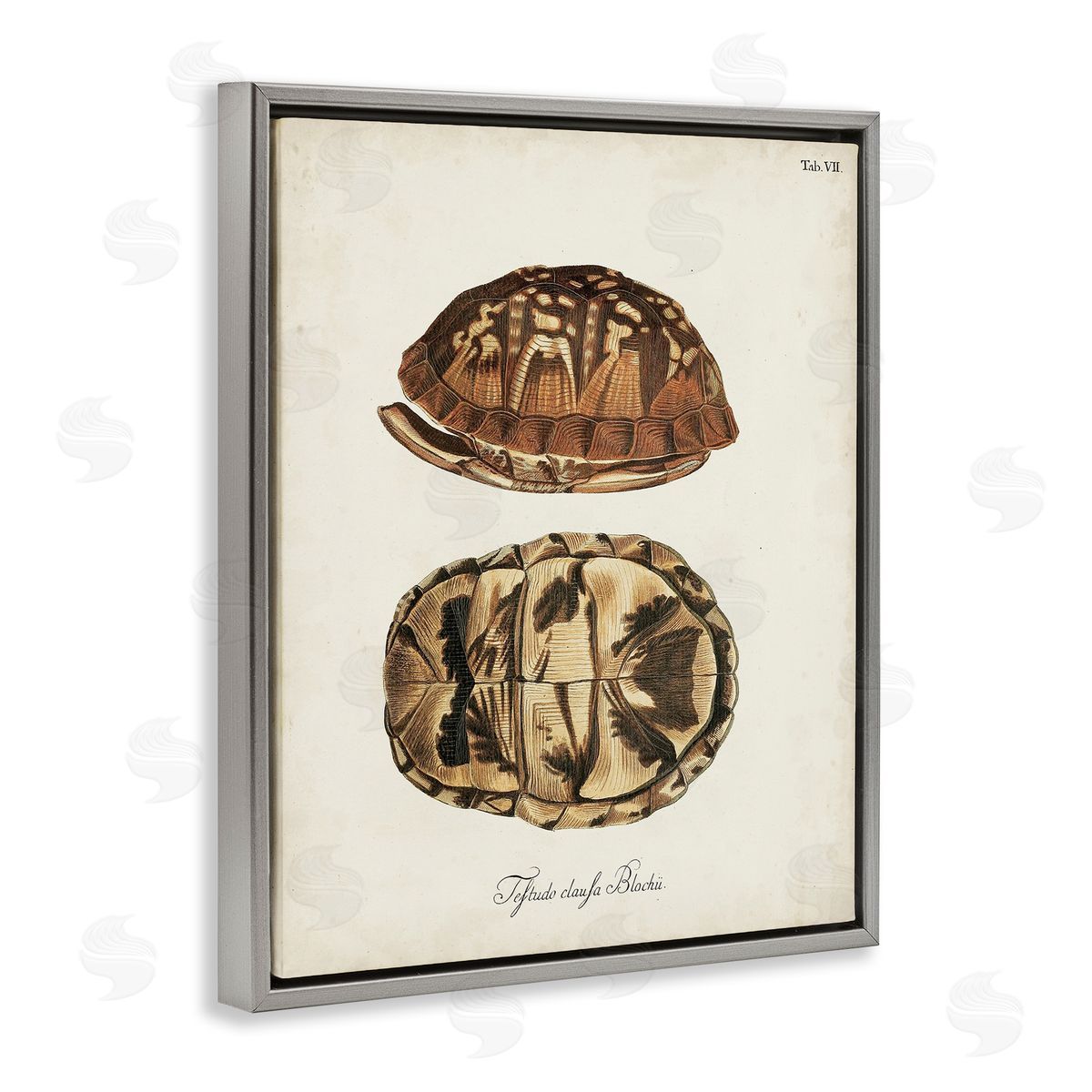 Vintage Box Turtle Shell Grey Floating Frame Canvas Wall Art, Home Decor by World Art Group