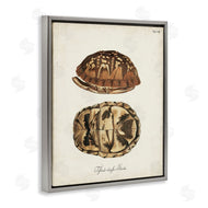 World Art Group | Vintage Box Turtle Shell