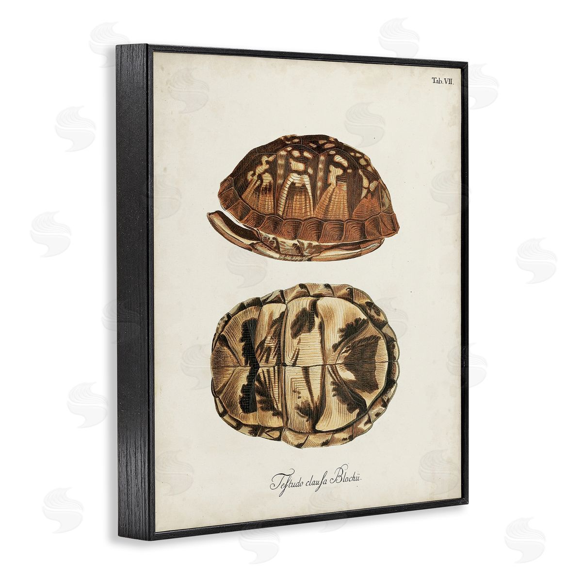 Vintage Box Turtle Shell Black Frame Print Wall Art, Home Decor by World Art Group