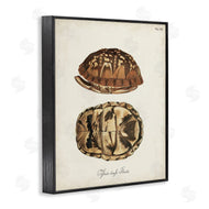 World Art Group | Vintage Box Turtle Shell