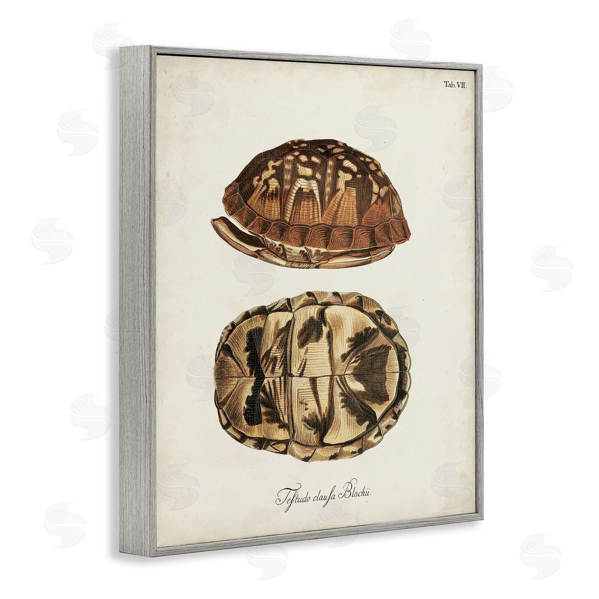 Vintage Box Turtle Shell Grey Frame Print Wall Art, Home Decor by World Art Group