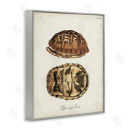 World Art Group | Vintage Box Turtle Shell