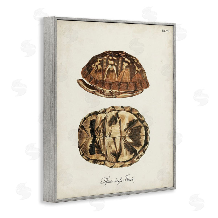 World Art Group | Vintage Box Turtle Shell