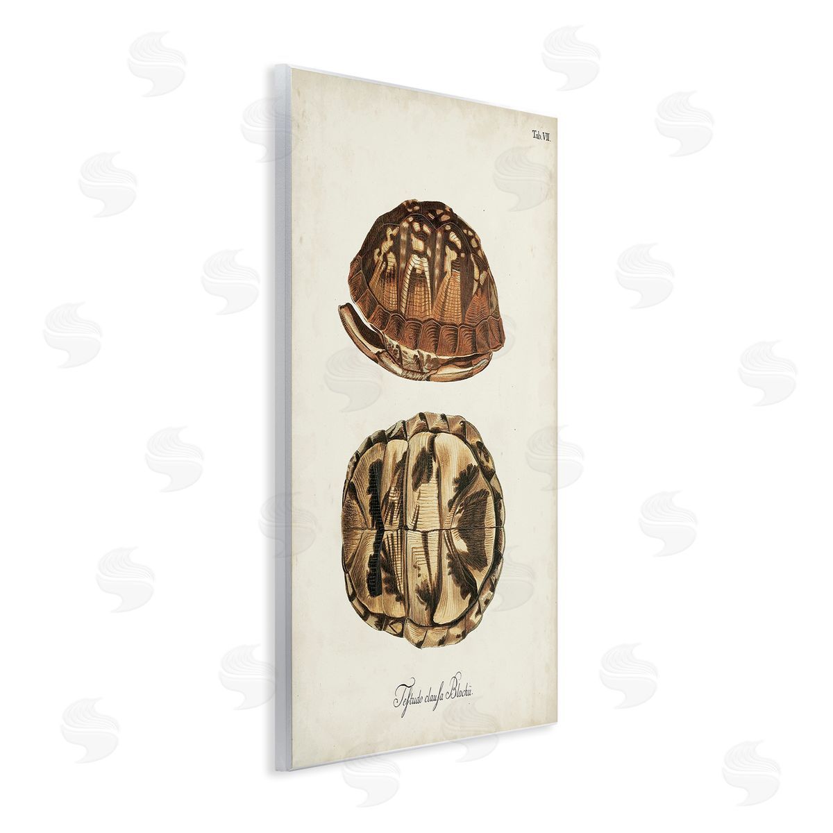 Vintage Box Turtle Shell Wood Plaque Wall Art, Home Decor by World Art Group