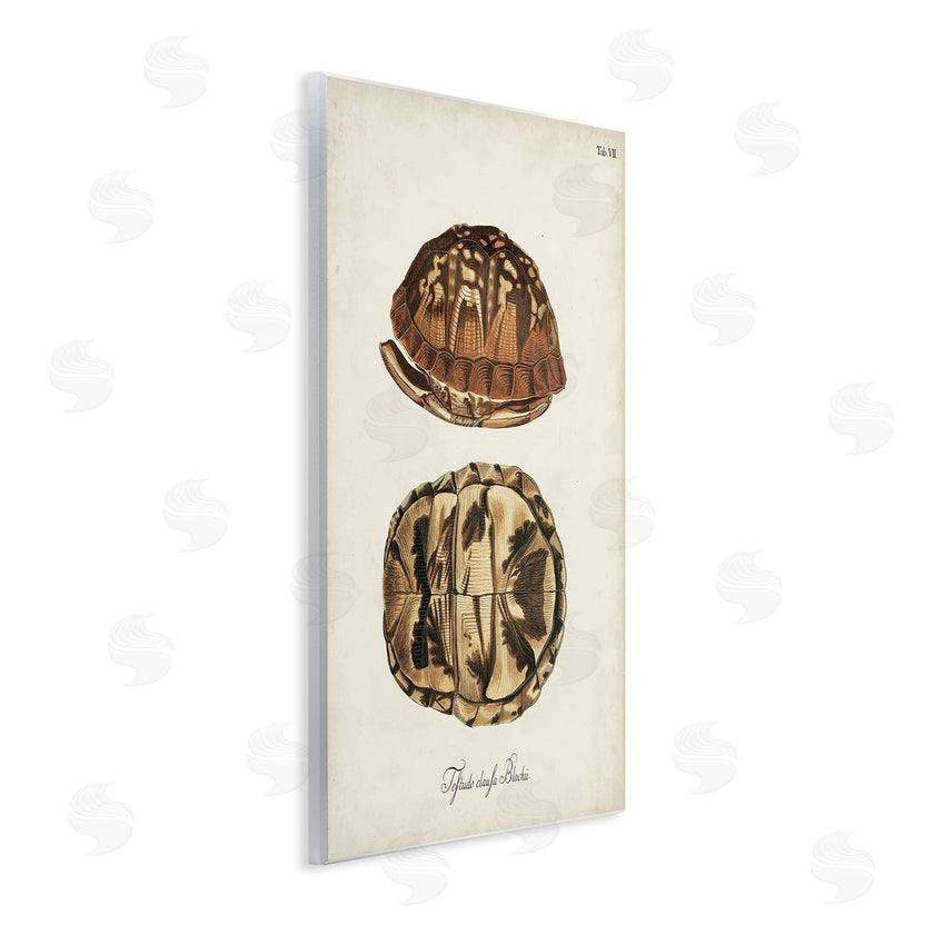 World Art Group | Vintage Box Turtle Shell