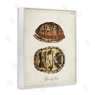 World Art Group | Vintage Box Turtle Shell