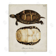 World Art Group | Vintage Turtle and Shell