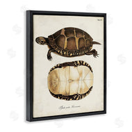 World Art Group | Vintage Turtle and Shell