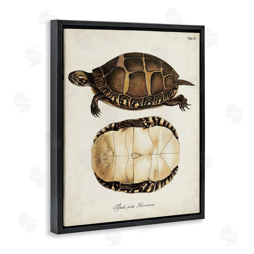 World Art Group | Vintage Turtle and Shell