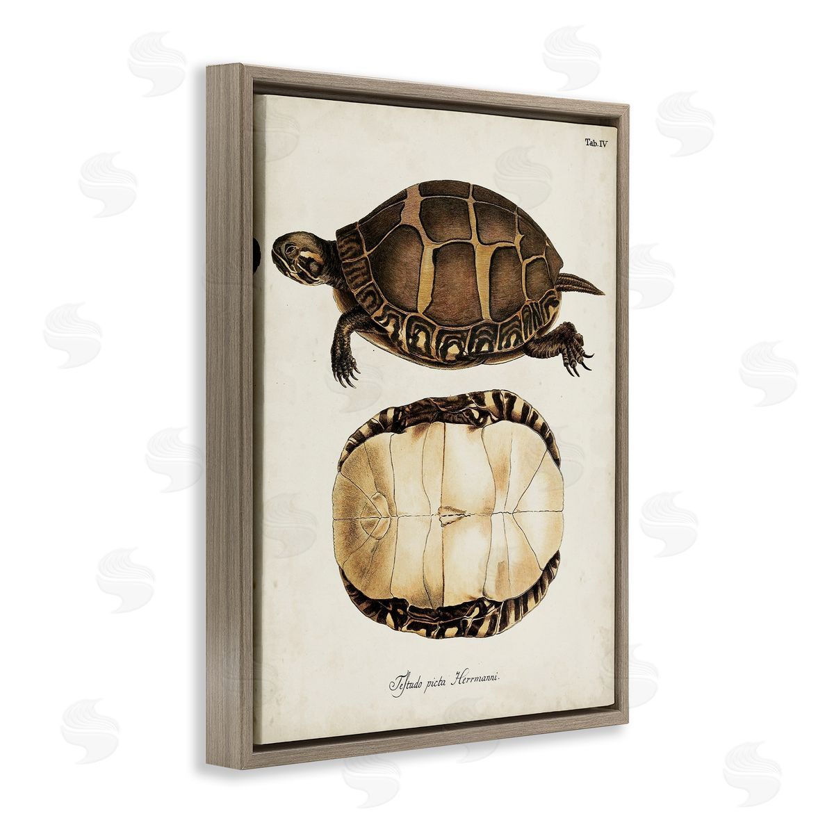 Vintage Turtle and Shell Brown Floating Frame Canvas Wall Art, Home Decor by World Art Group