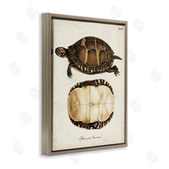 World Art Group | Vintage Turtle and Shell