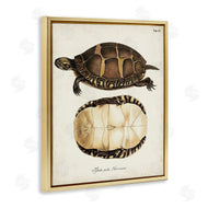 World Art Group | Vintage Turtle and Shell