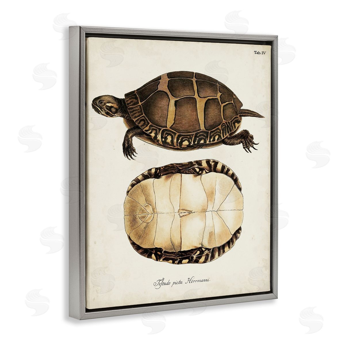 Vintage Turtle and Shell Grey Floating Frame Canvas Wall Art, Home Decor by World Art Group