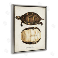 World Art Group | Vintage Turtle and Shell