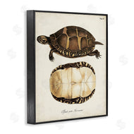 World Art Group | Vintage Turtle and Shell