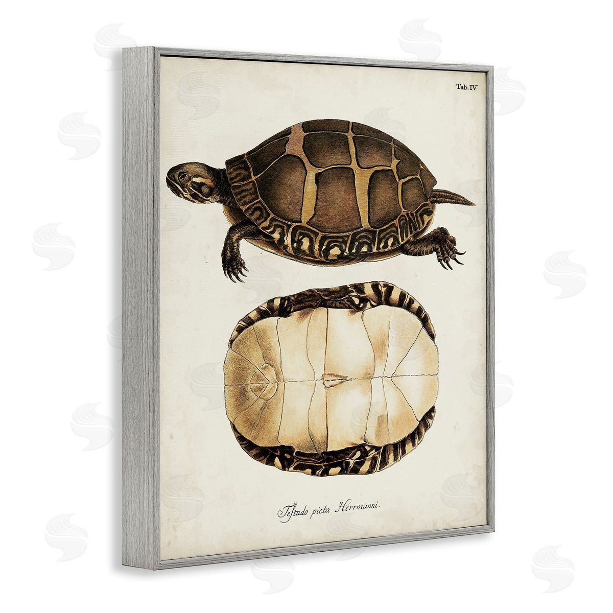 Vintage Turtle and Shell Grey Frame Print Wall Art, Home Decor by World Art Group