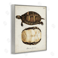 World Art Group | Vintage Turtle and Shell
