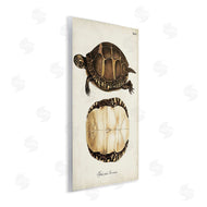 World Art Group | Vintage Turtle and Shell