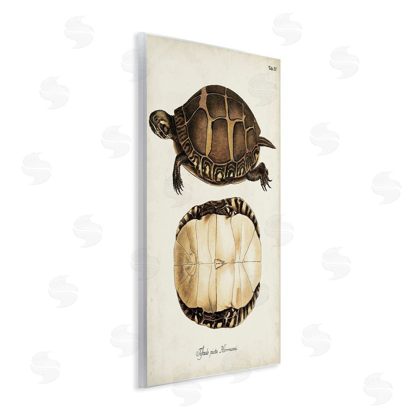World Art Group | Vintage Turtle and Shell