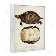 World Art Group | Vintage Turtle and Shell