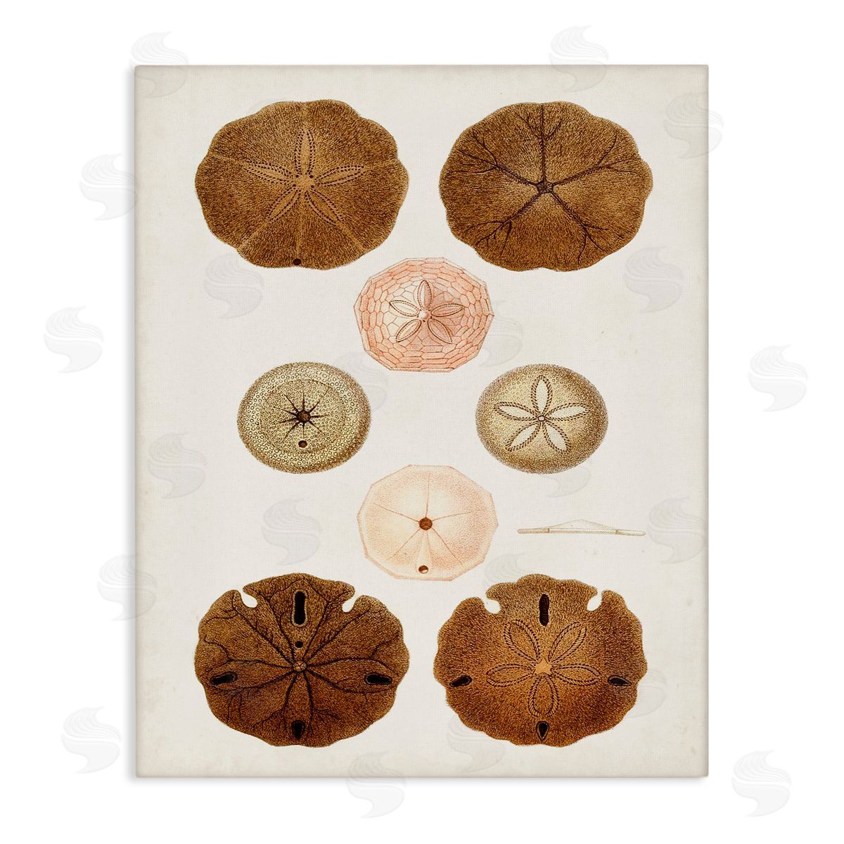 Vintage Sand Dollar Study Canvas Wall Art, Home Decor by World Art Group