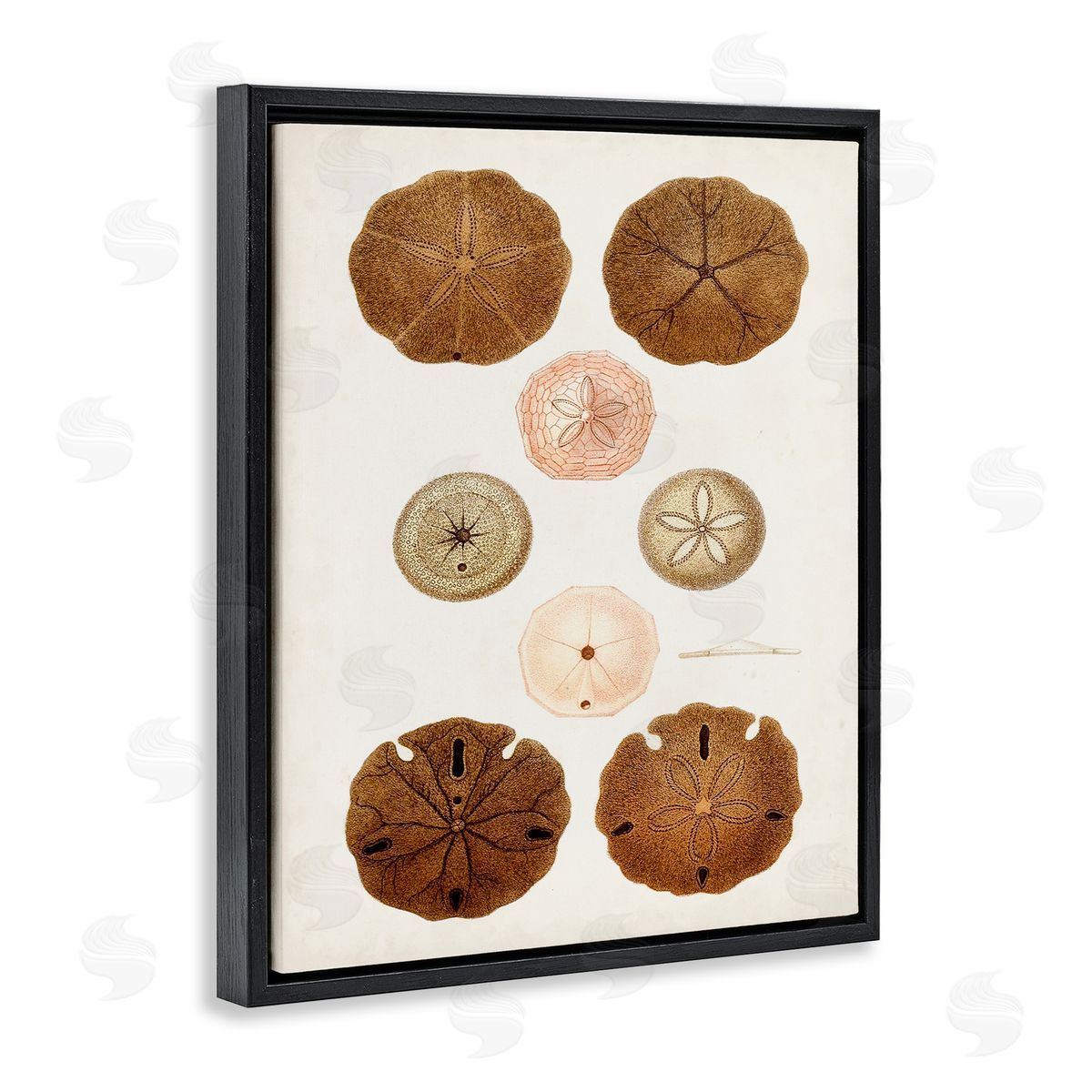 Vintage Sand Dollar Study Black Floating Frame Canvas Wall Art, Home Decor by World Art Group