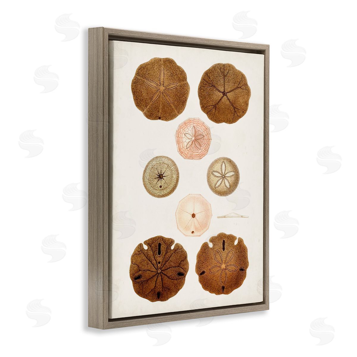 Vintage Sand Dollar Study Brown Floating Frame Canvas Wall Art, Home Decor by World Art Group