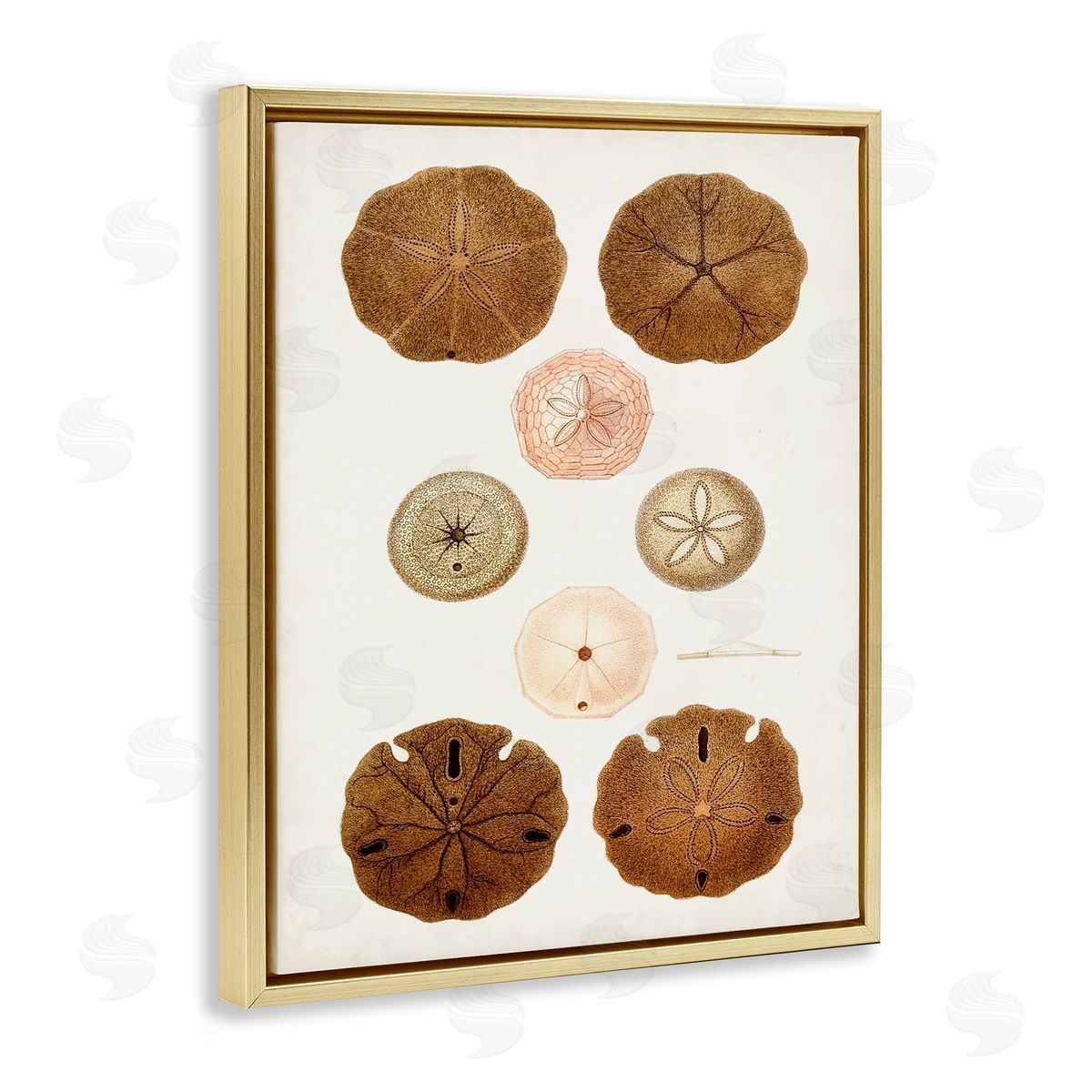 Vintage Sand Dollar Study Gold Floating Frame Canvas Wall Art, Home Decor by World Art Group