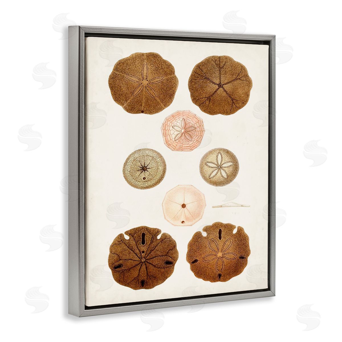 Vintage Sand Dollar Study Grey Floating Frame Canvas Wall Art, Home Decor by World Art Group