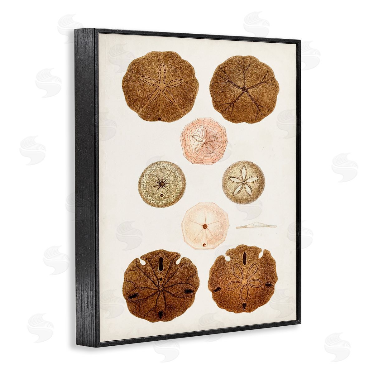 Vintage Sand Dollar Study Black Frame Print Wall Art, Home Decor by World Art Group