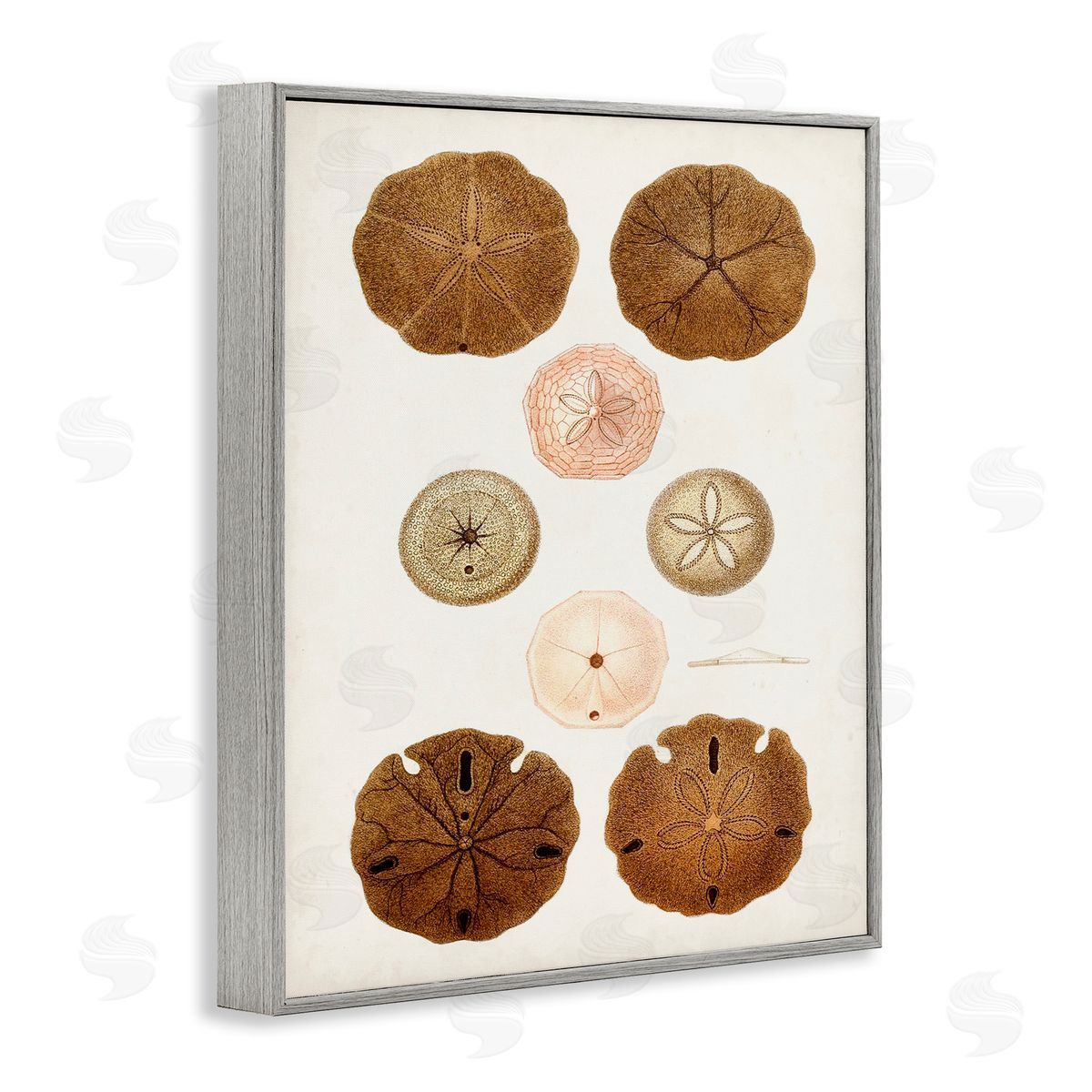 Vintage Sand Dollar Study Grey Frame Print Wall Art, Home Decor by World Art Group