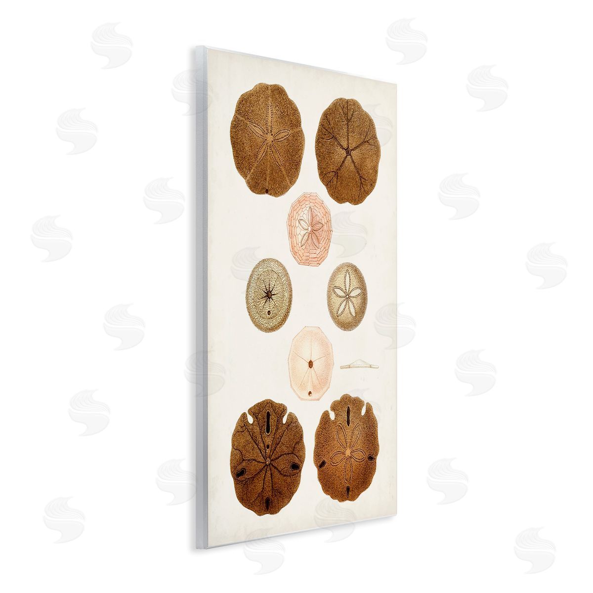 Vintage Sand Dollar Study Wood Plaque Wall Art, Home Decor by World Art Group