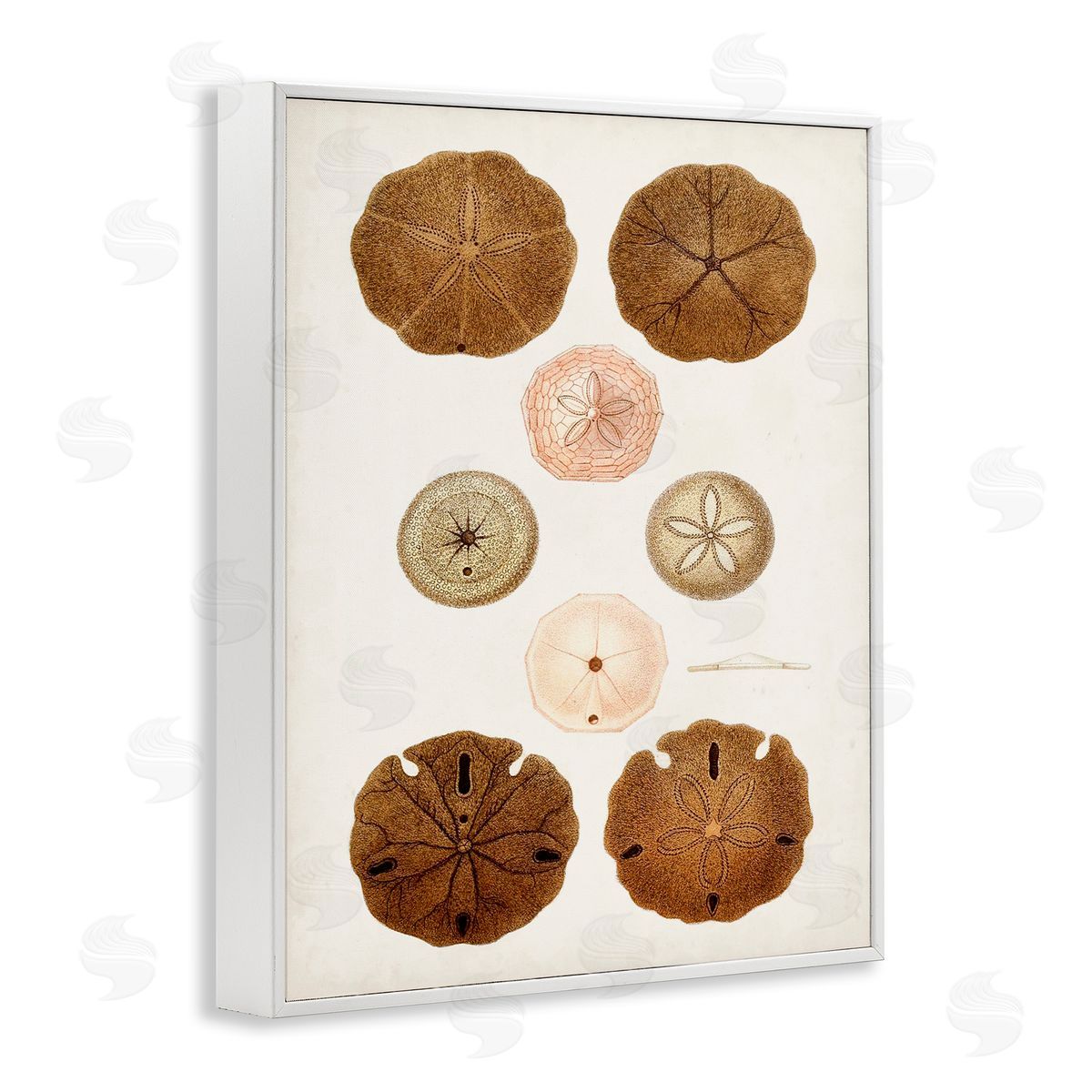 Vintage Sand Dollar Study White Frame Print Wall Art, Home Decor by World Art Group