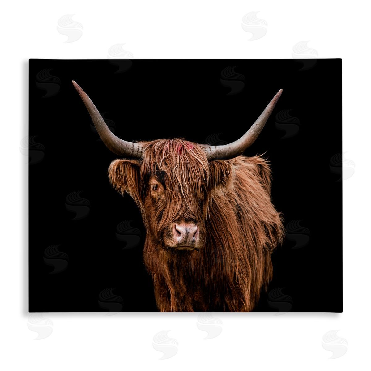Cattle Portrait over Black Canvas Wall Art, Home Decor by Marika Moffit
