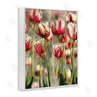 Ziwei Li | Pink and White Tulips