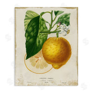 Studio W | Vintage French Lemon Blossom