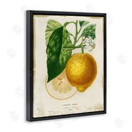 Studio W | Vintage French Lemon Blossom