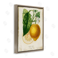 Studio W | Vintage French Lemon Blossom