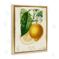 Studio W | Vintage French Lemon Blossom
