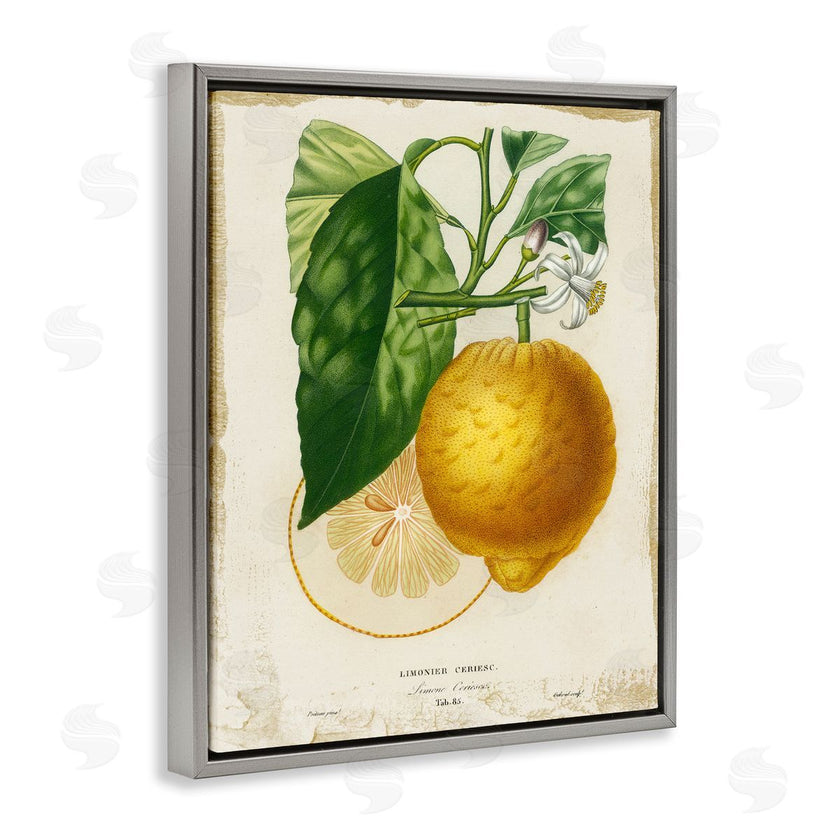 Studio W | Vintage French Lemon Blossom