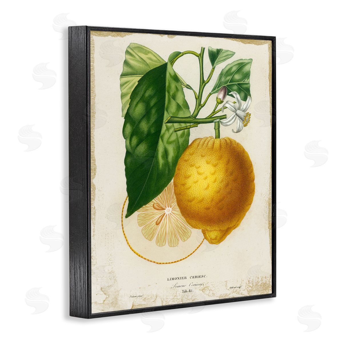 Vintage French Lemon Blossom Black Frame Print Wall Art, Home Decor by Studio W