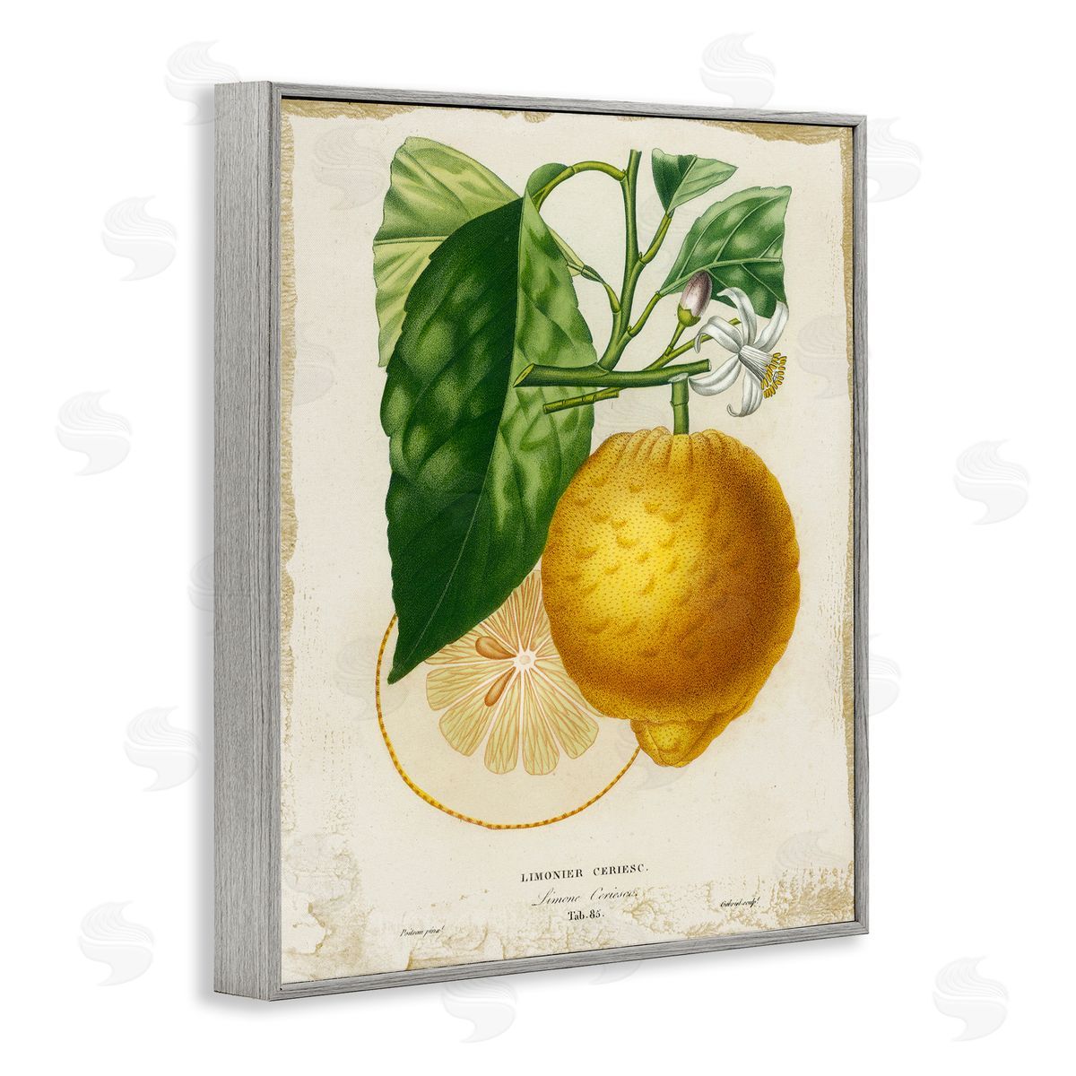Vintage French Lemon Blossom Grey Frame Print Wall Art, Home Decor by Studio W